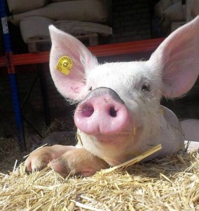 Schwein