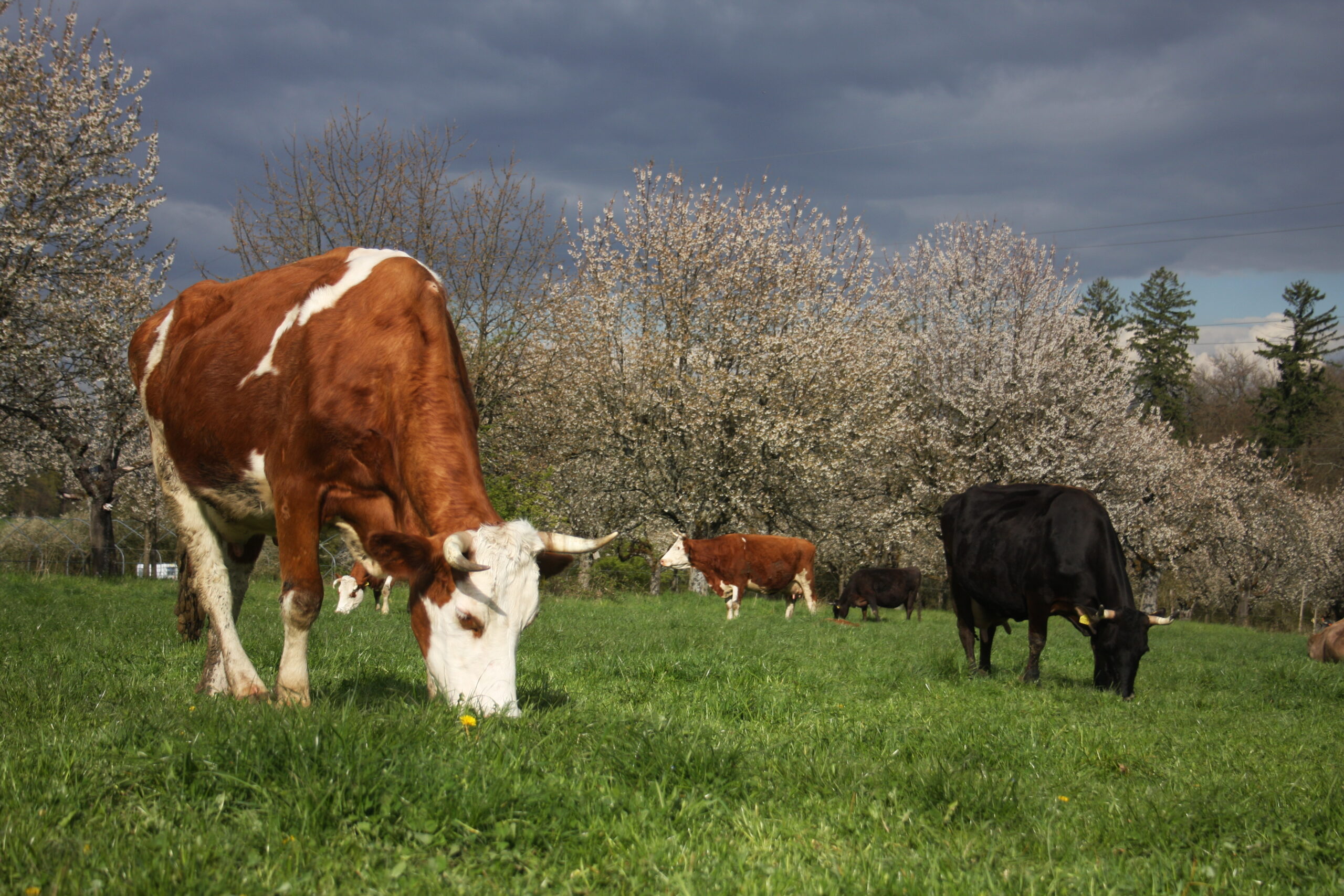 Kühe auf Weide vor Kirschblüte