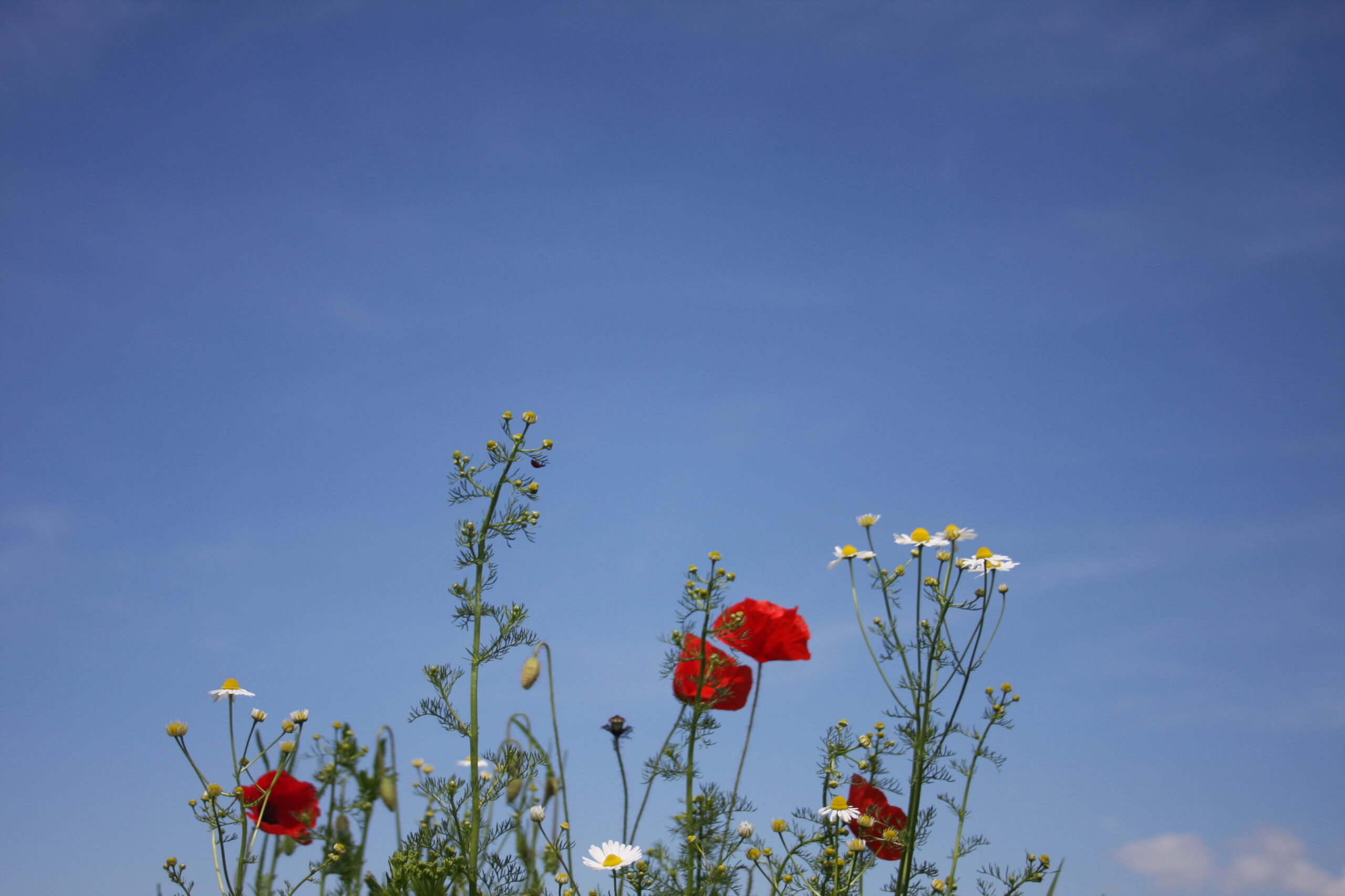 202604 - Frühling