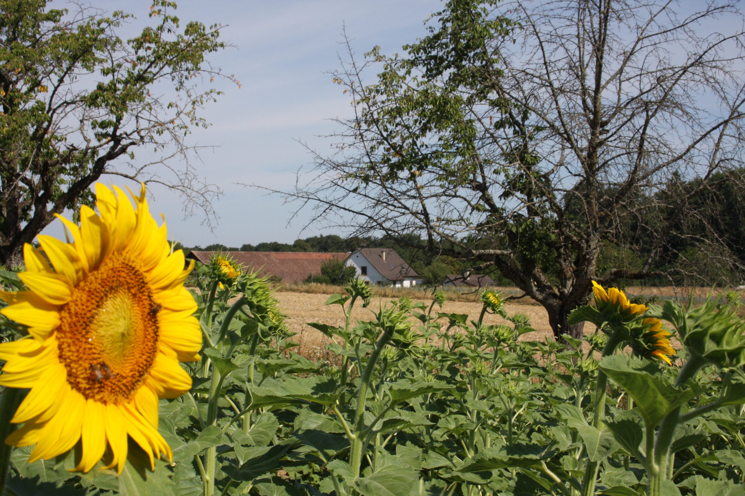 202606 - Sonnenblume