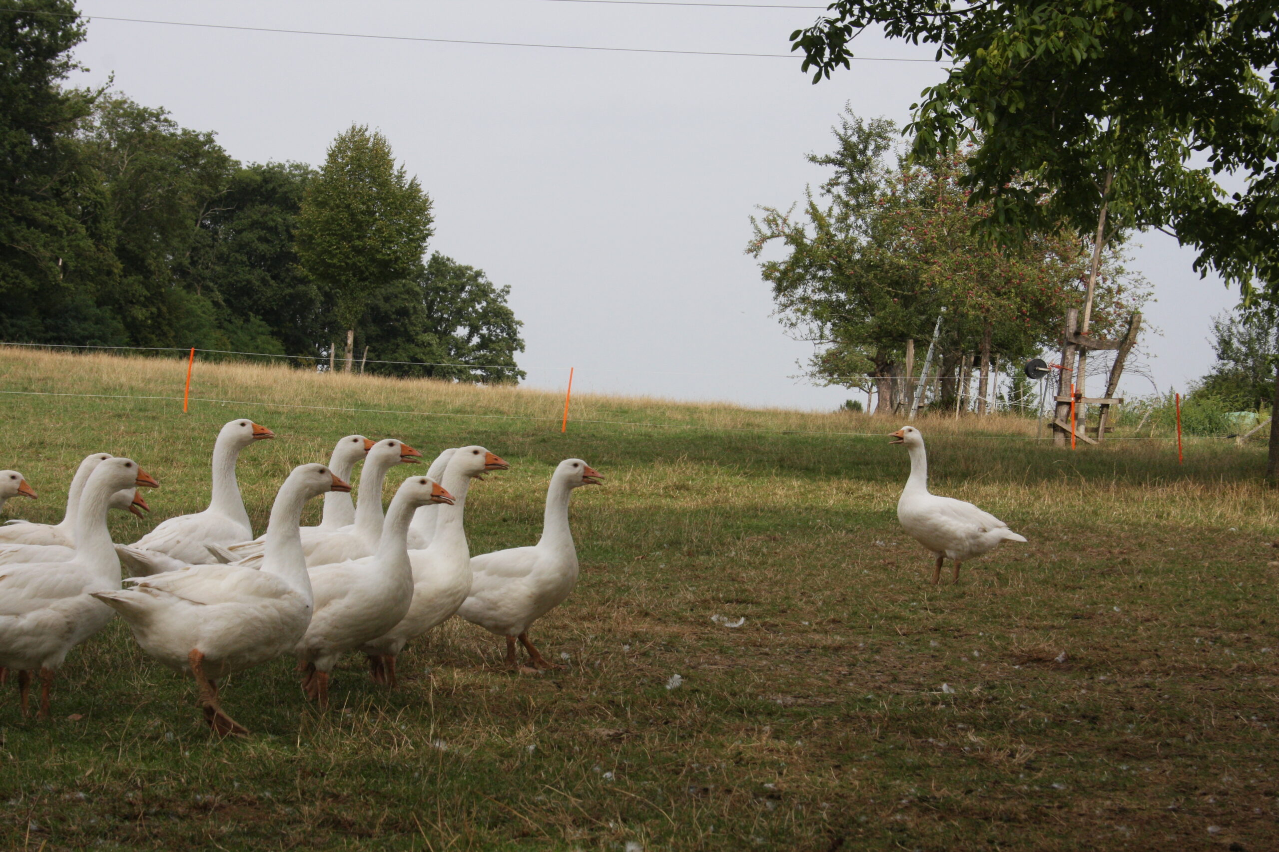 202608 - Gänse